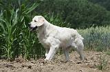 GOLDEN RETRIEVER 652
